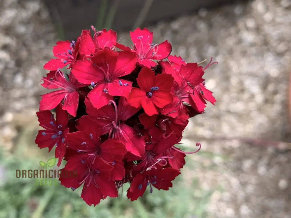 Dianthus Cruentus Flower Seeds For Planting Bold And Beautiful Blooms For Your Garden