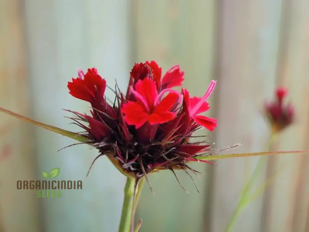 Dianthus Cruentus Flower Seeds For Planting Bold And Beautiful Blooms For Your Garden