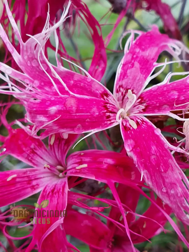 Dianthus Dancing Geisha Flower Seeds For Planting Add Graceful Beauty To Your Garden