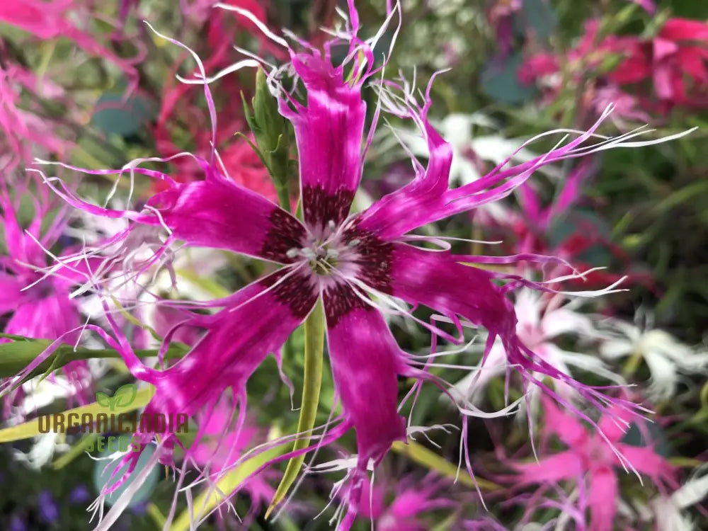 Dianthus Dancing Geisha Flower Seeds For Planting Add Graceful Beauty To Your Garden