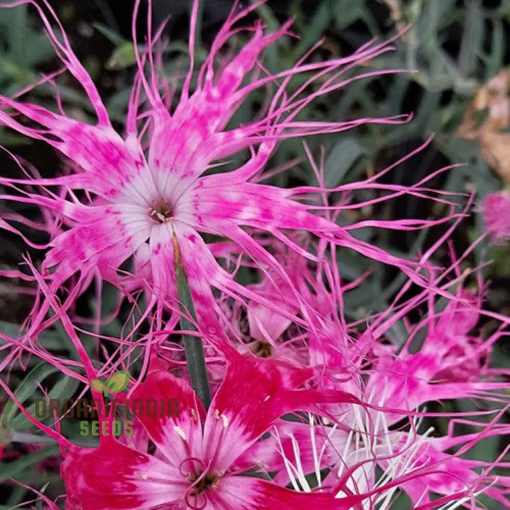 Dianthus Dancing Geisha Flower Seeds For Planting Add Graceful Beauty To Your Garden