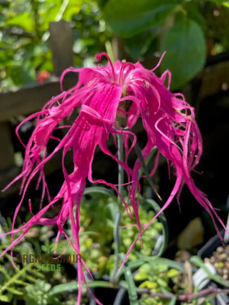 Dianthus Dancing Geisha Flower Seeds For Planting Add Graceful Beauty To Your Garden