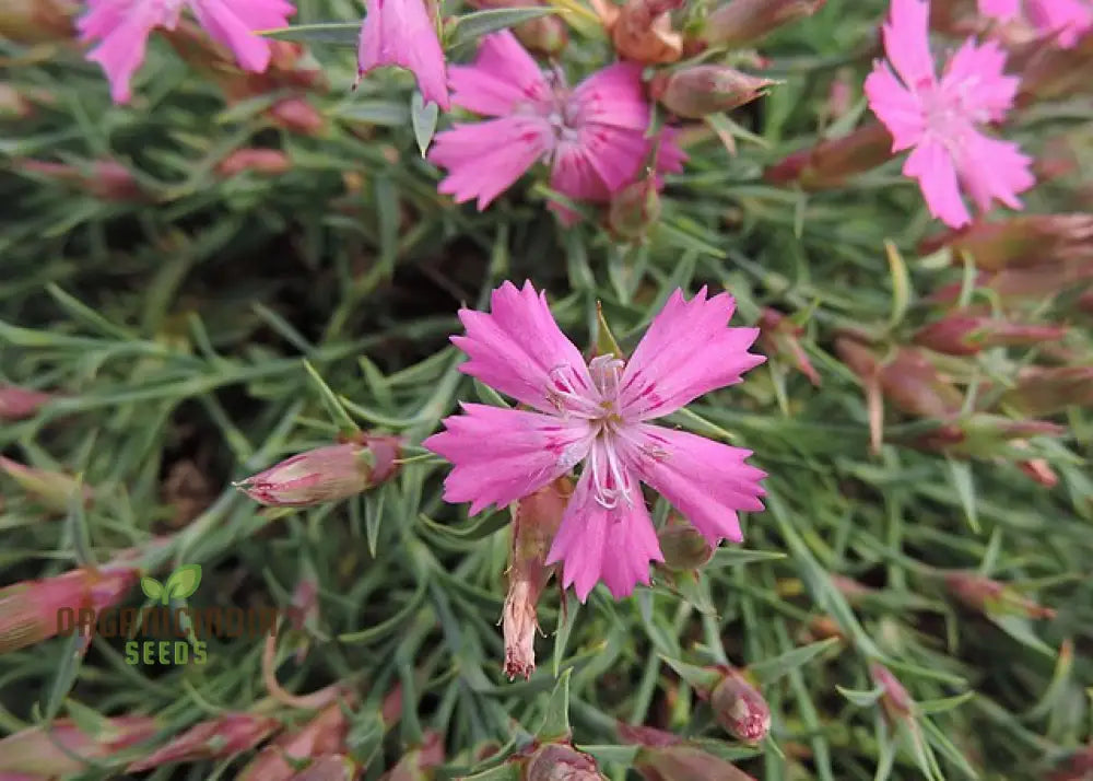 Dianthus Haematocalyx Pindicola Flower Seeds For Planting Unique And Hardy Blooms For Your Garden