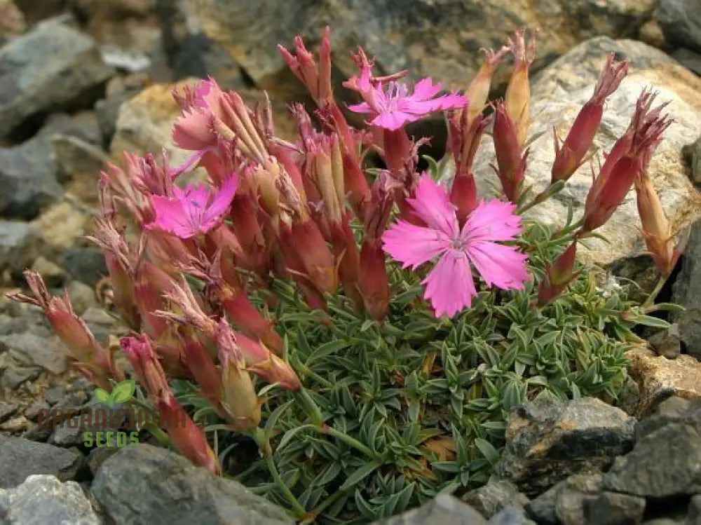 Dianthus Haematocalyx Pindicola Flower Seeds For Planting Unique And Hardy Blooms For Your Garden