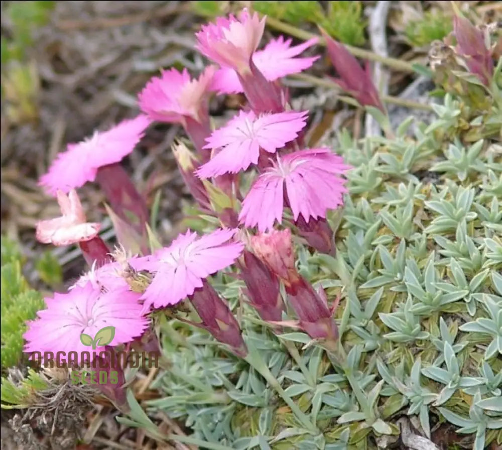 Dianthus Haematocalyx Pindicola Flower Seeds For Planting Unique And Hardy Blooms For Your Garden