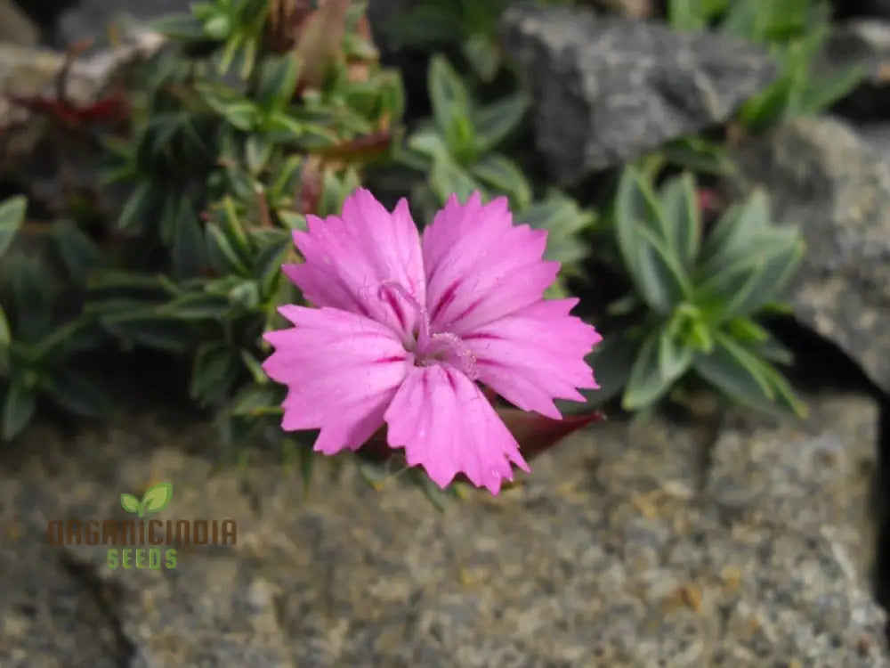 Dianthus Haematocalyx Pindicola Flower Seeds For Planting Unique And Hardy Blooms For Your Garden