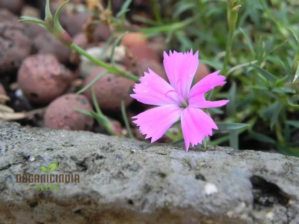 Dianthus Haematocalyx Pindicola Flower Seeds For Planting Unique And Hardy Blooms For Your Garden