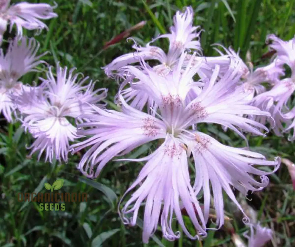 Dianthus Monspessulanus Flower Seeds For Planting Delicate Blooms To Enrich Your Garden