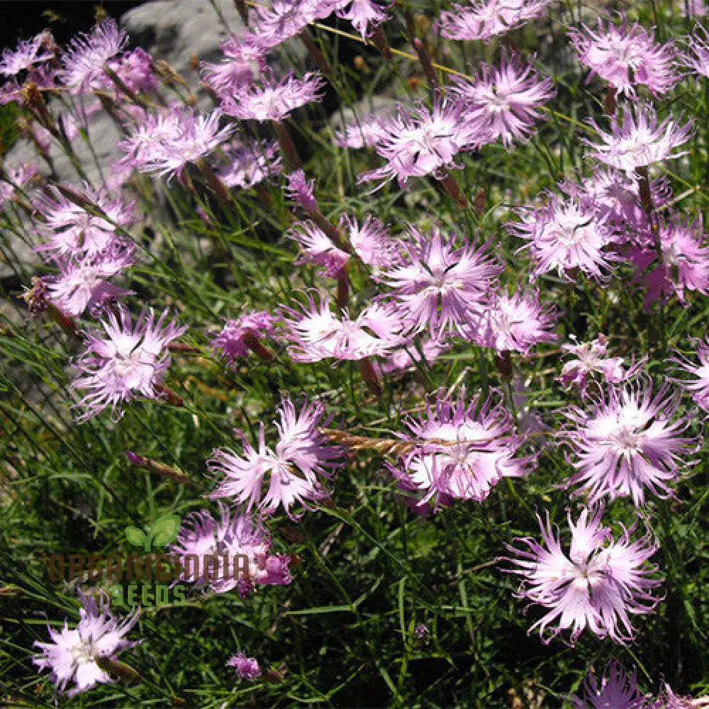 Dianthus Monspessulanus Flower Seeds For Planting Delicate Blooms To Enrich Your Garden