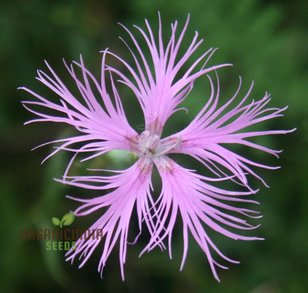 Dianthus Monspessulanus Flower Seeds For Planting Delicate Blooms To Enrich Your Garden