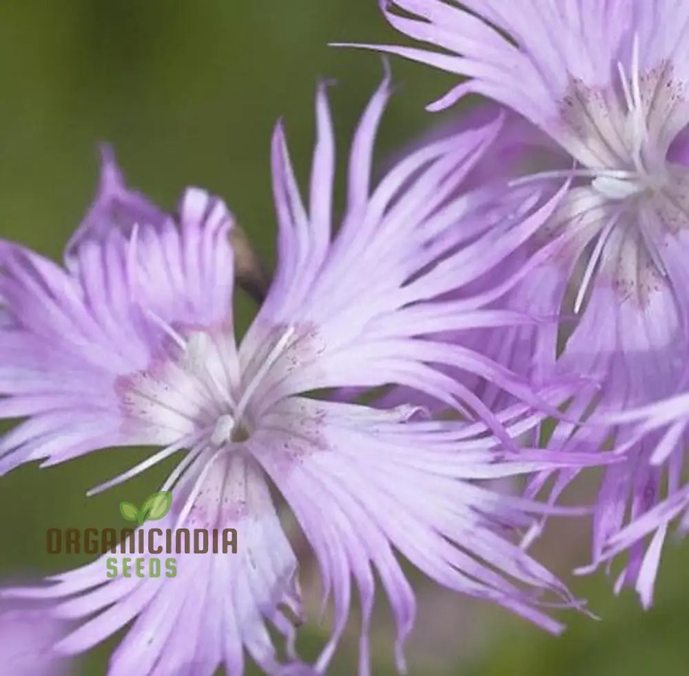 Dianthus Monspessulanus Flower Seeds For Planting Delicate Blooms To Enrich Your Garden