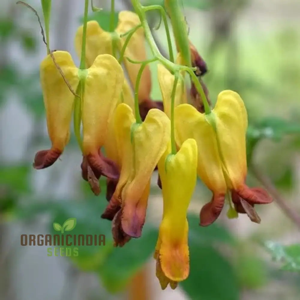 Dicentra Torulosa Flower Seeds For Planting Graceful Additions To Your Garden’s Beauty