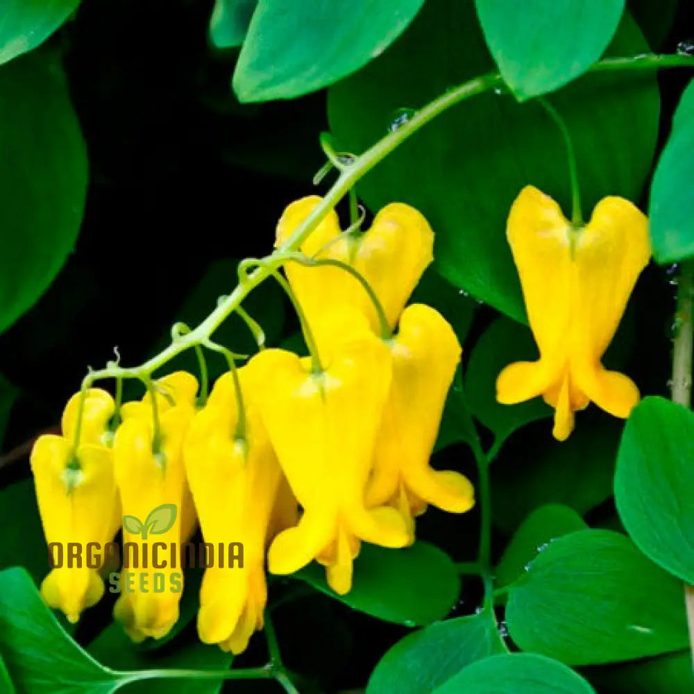 Dicentra Torulosa Flower Seeds For Planting Graceful Additions To Your Garden’s Beauty