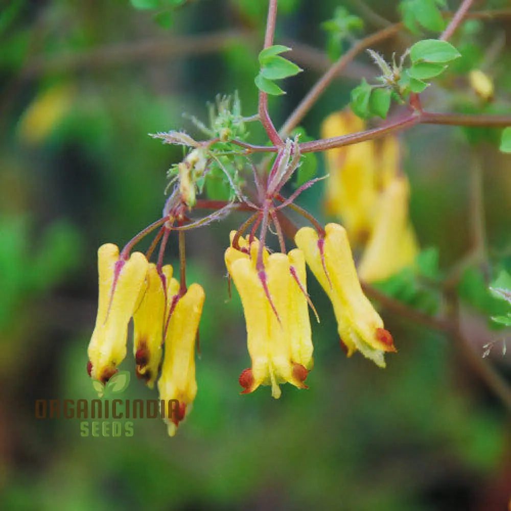 Dicentra Torulosa Flower Seeds For Planting Graceful Additions To Your Garden’s Beauty