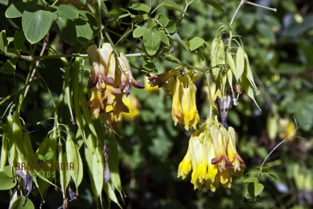 Dicentra Torulosa Flower Seeds For Planting Graceful Additions To Your Garden’s Beauty