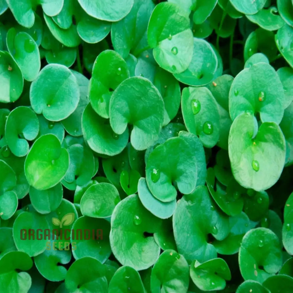 Dichondra Plant Seeds For Planting - Premium Quality Lush Ground Cover 1000 Pcs Plants