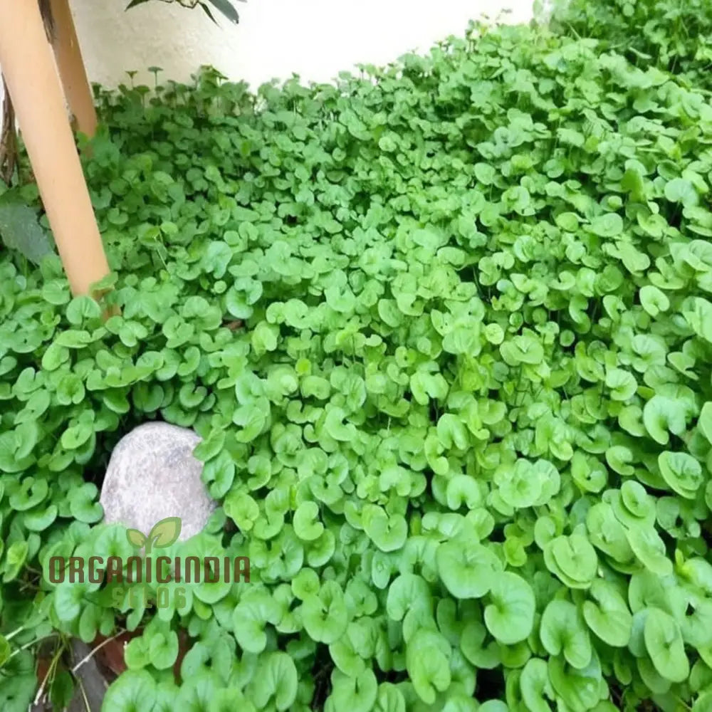 Dichondra Plant Seeds For Planting - Premium Quality Lush Ground Cover 500 Pcs Plants