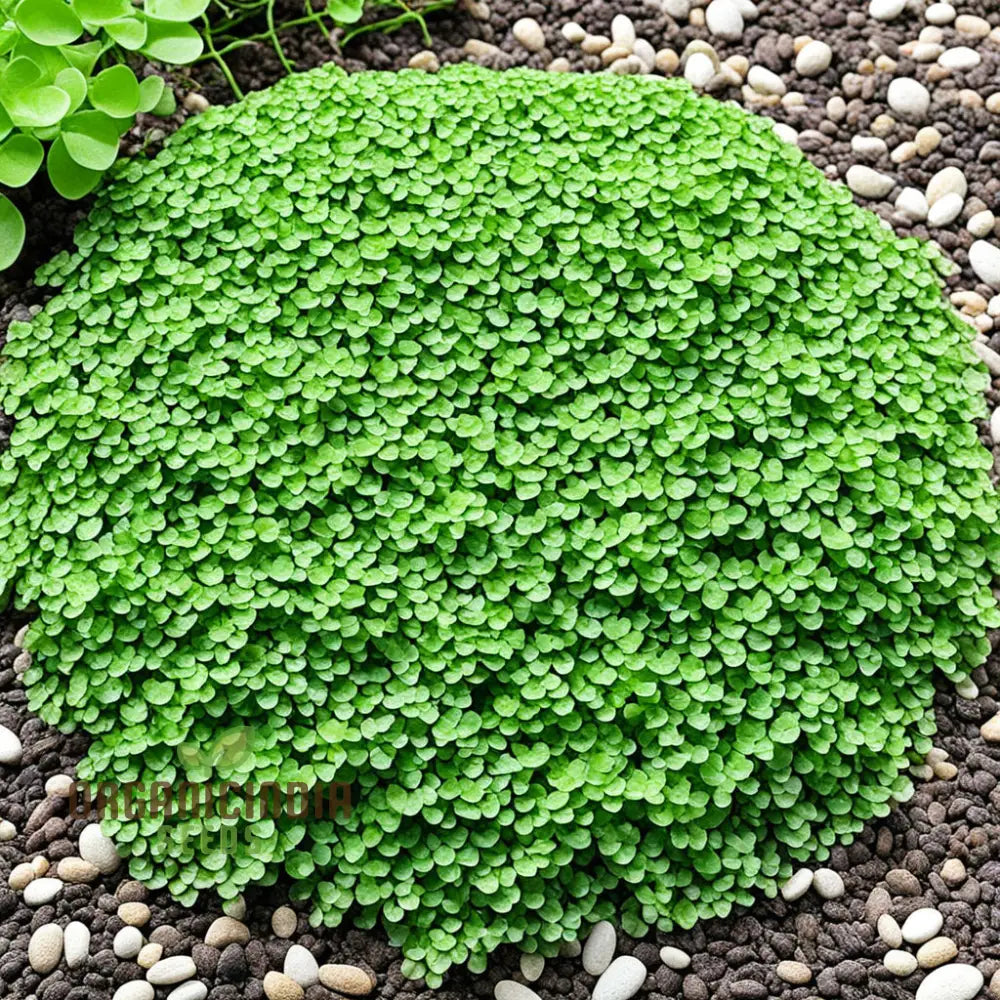 Dichondra Plant Seeds For Planting - Premium Quality Lush Ground Cover Plants