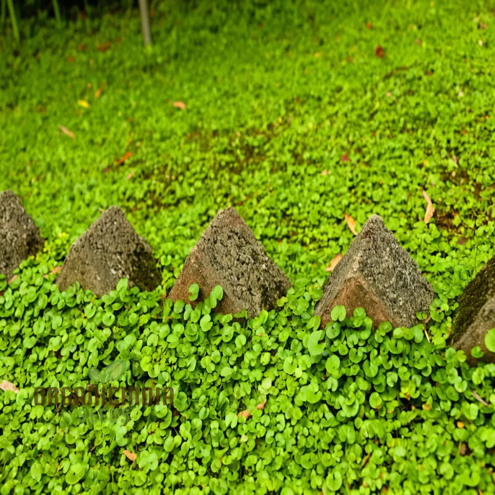 Dichondra Plant Seeds For Planting - Premium Quality Lush Ground Cover Plants