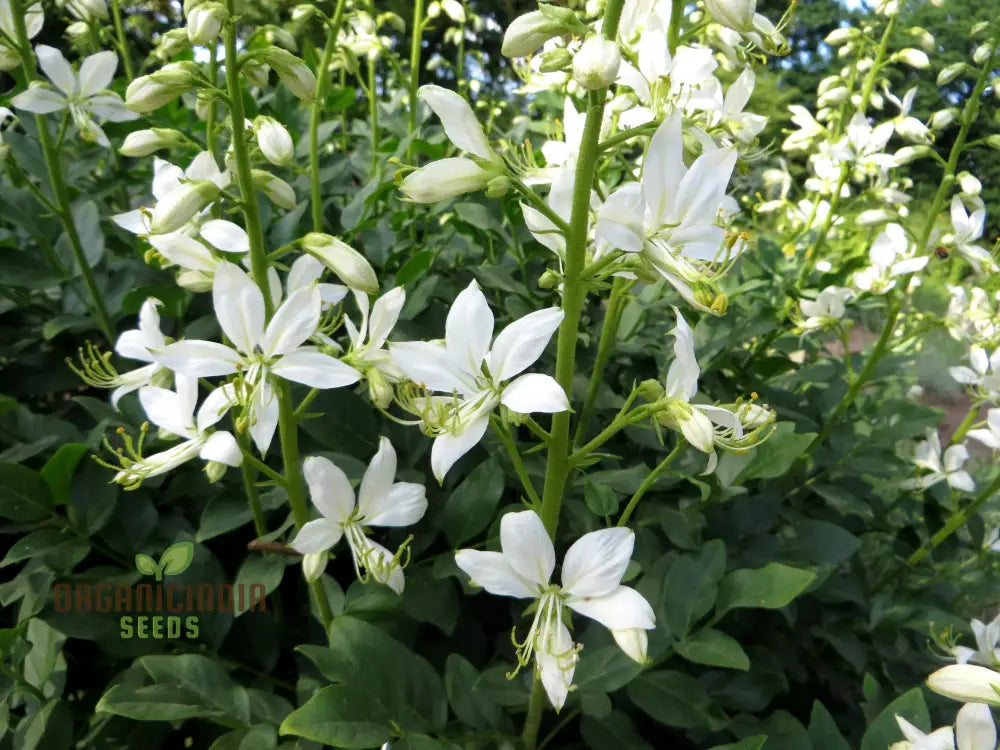 Dictamnus Albus Albiflorus Flower Seeds For Planting Cultivate Beauty In Your Garden