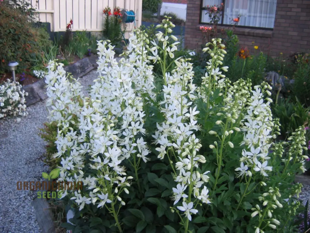 Dictamnus Albus Albiflorus Flower Seeds For Planting Cultivate Beauty In Your Garden