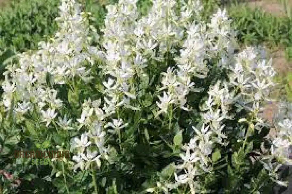 Dictamnus Albus Albiflorus Flower Seeds For Planting Cultivate Beauty In Your Garden