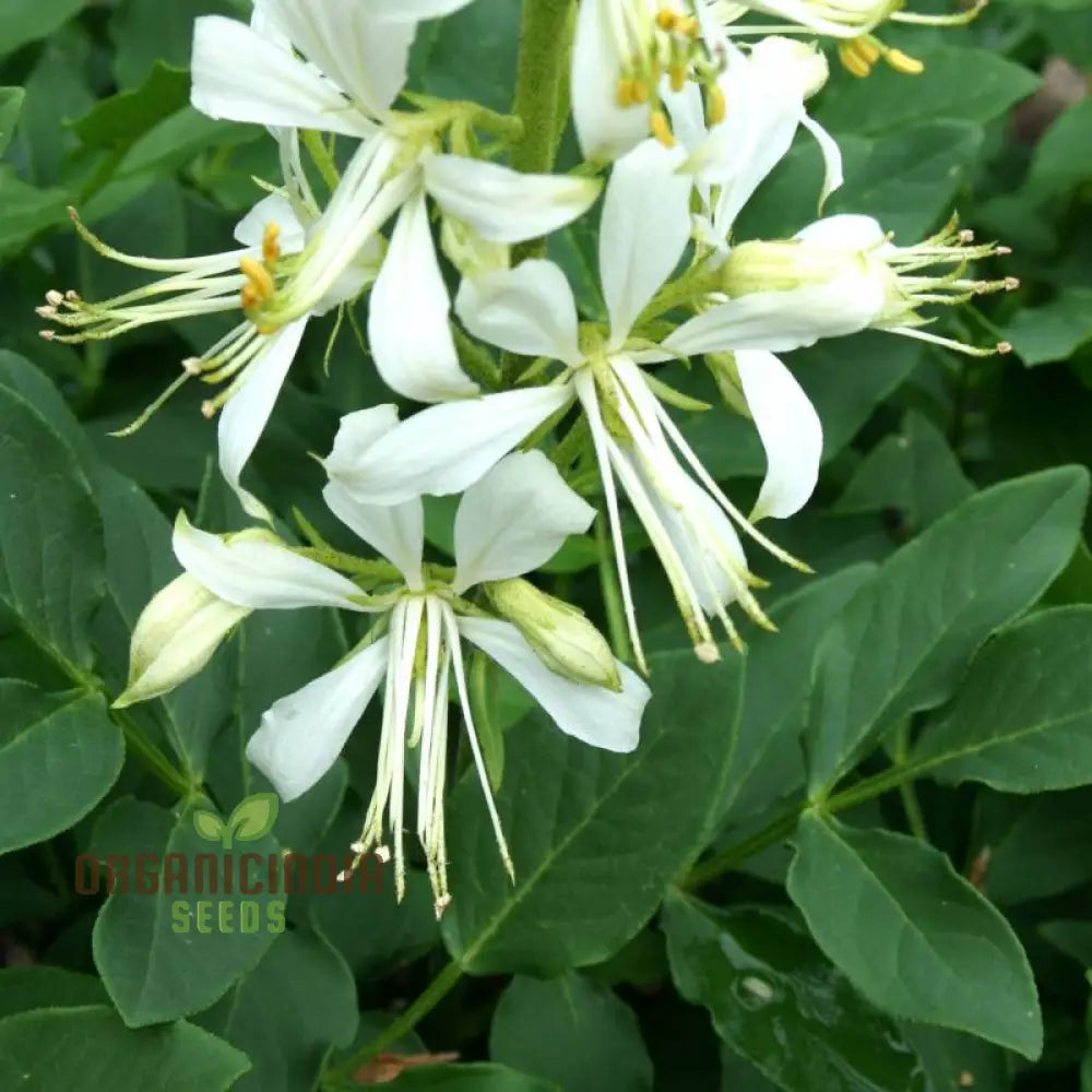 Dictamnus Albus Albiflorus Flower Seeds For Planting Cultivate Beauty In Your Garden