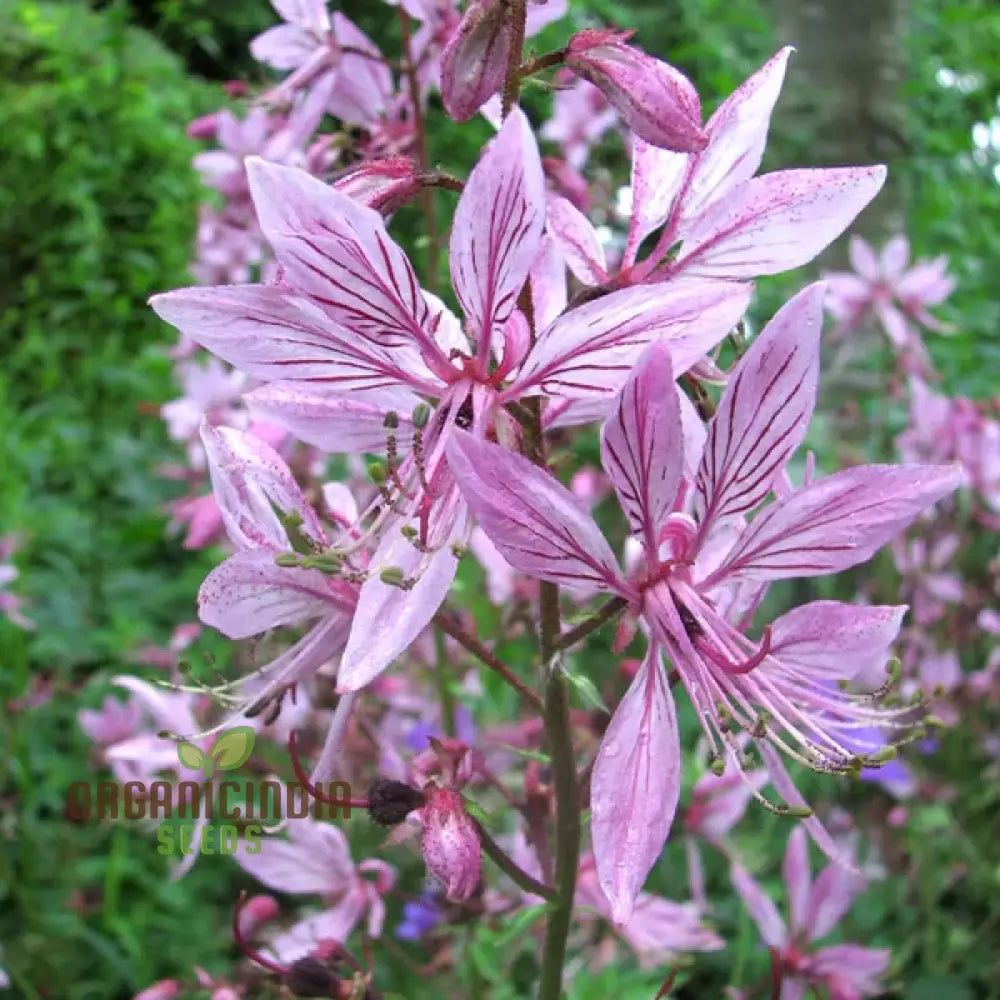 Dictamnus Albus Var. Caucasicus Flower Seeds For Planting Enhance Your Garden With Unique And Hardy