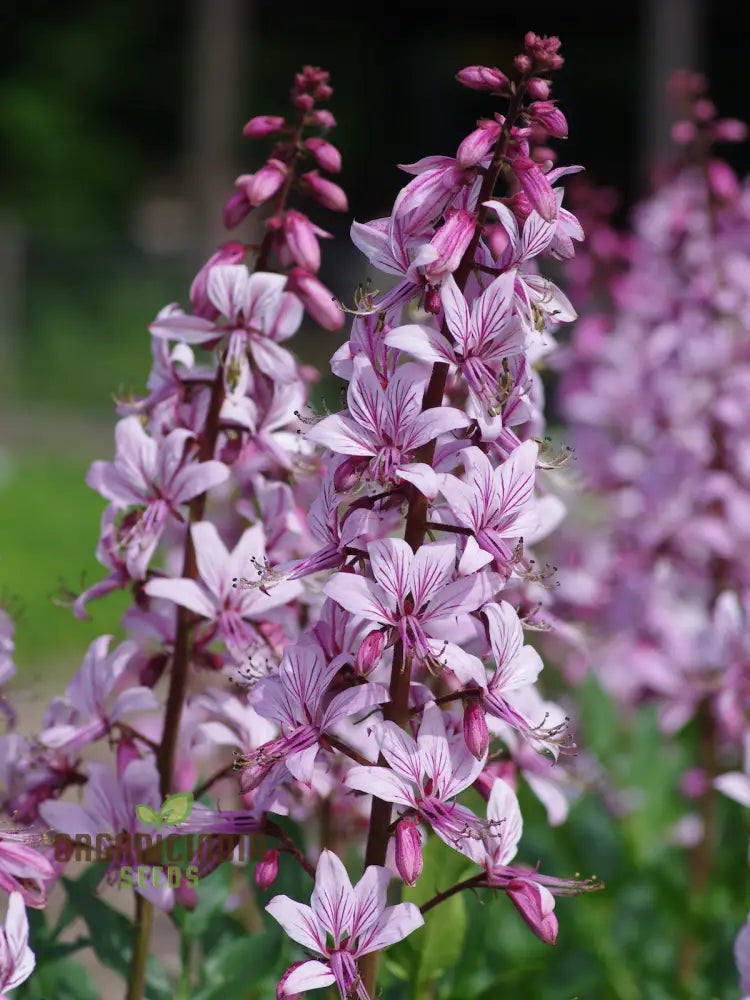 Dictamnus Albus Var. Caucasicus Flower Seeds For Planting Enhance Your Garden With Unique And Hardy