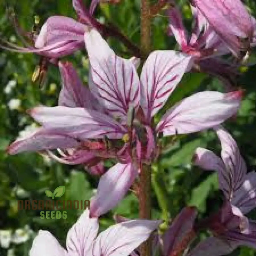 Dictamnus Albus Var. Caucasicus Flower Seeds For Planting Enhance Your Garden With Unique And Hardy