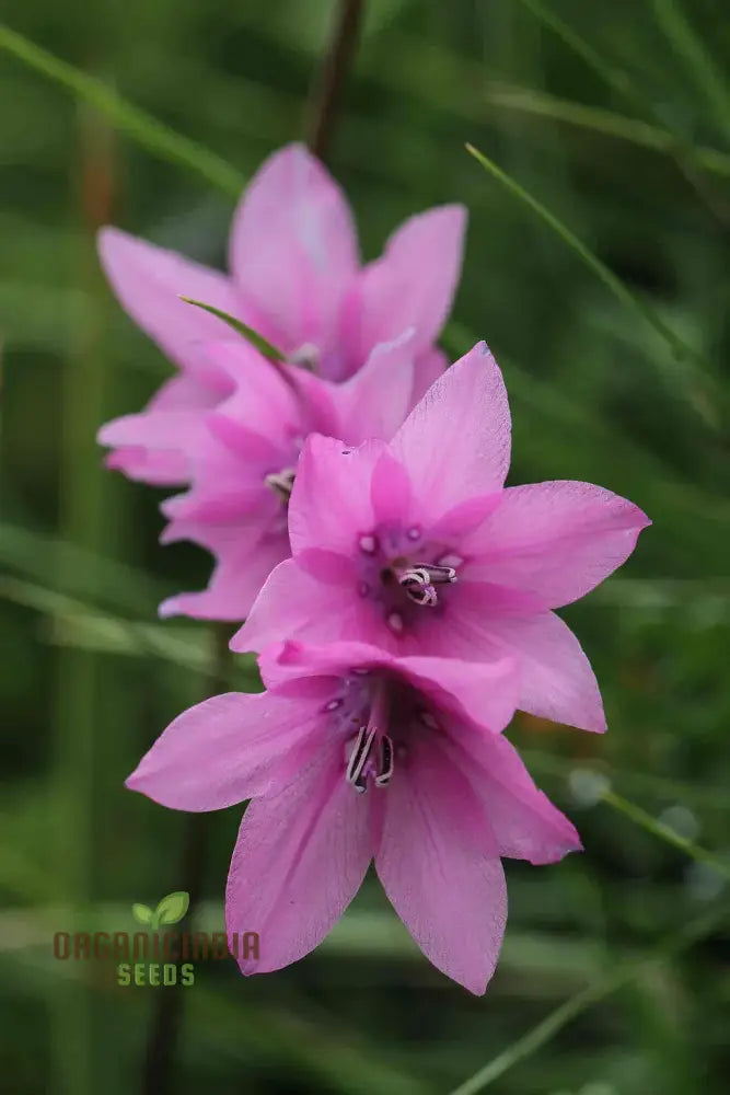 Dictamnus Albus Var. Caucasicus Flower Seeds For Planting Enhance Your Garden With Unique And Hardy