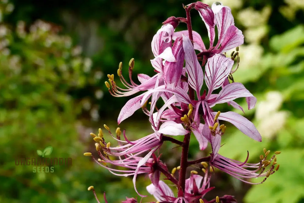 Dictamnus Albus Var. Caucasicus Flower Seeds For Planting Enhance Your Garden With Unique And Hardy