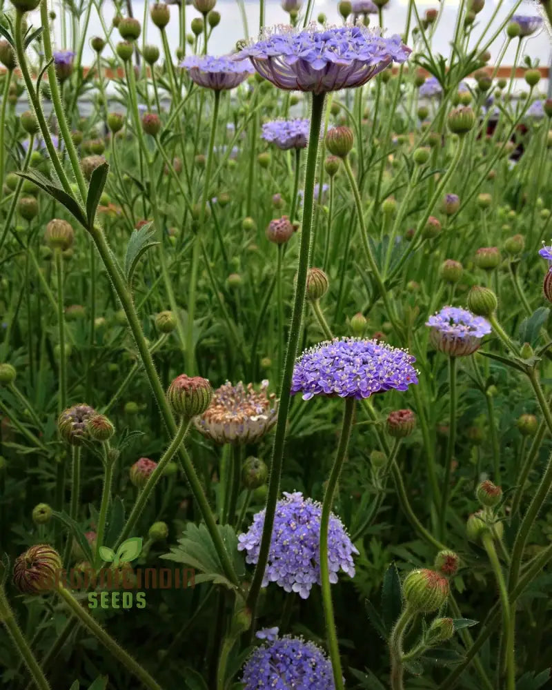 Didiscus Caerulea Lacy Blue Seeds - Grow Delicate And Flowers In Your Garden