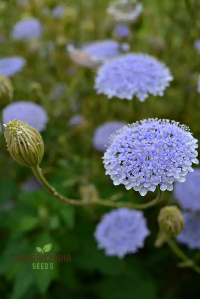 Didiscus Caerulea Lacy Blue Seeds - Grow Delicate And Flowers In Your Garden