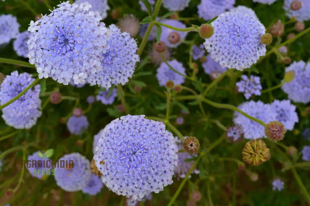 Didiscus Caerulea Lacy Blue Seeds - Grow Delicate And Flowers In Your Garden