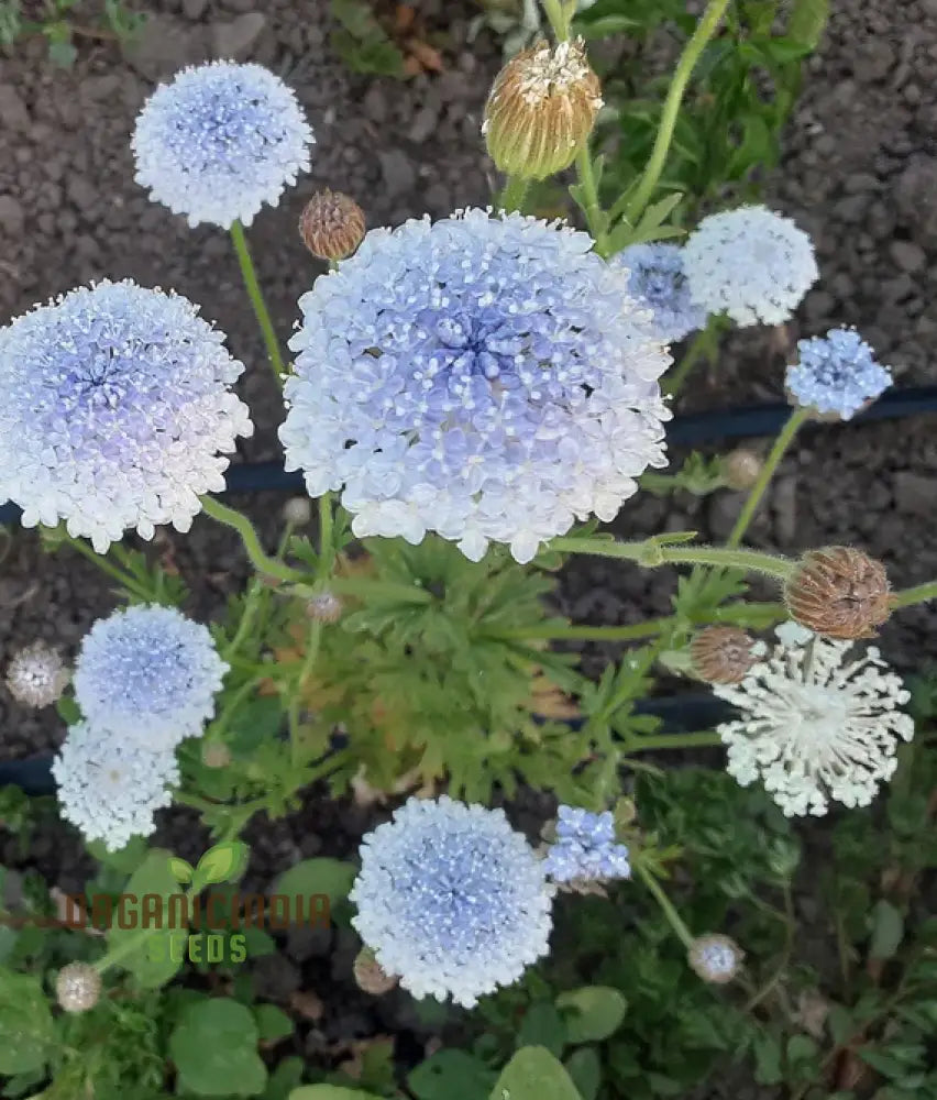 Didiscus Caerulea Lacy Blue Seeds - Grow Delicate And Flowers In Your Garden