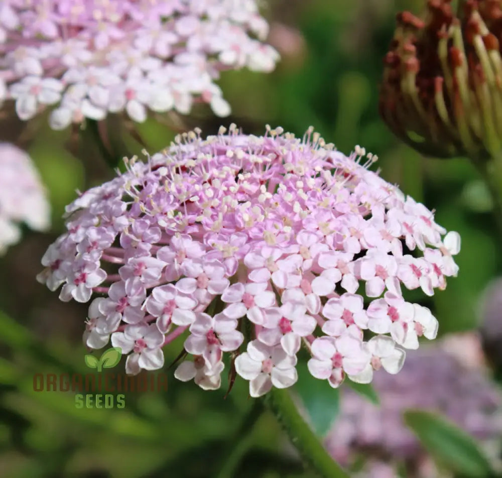 Didiscus Caerulea Lacy Pink Flower Seeds Cultivating Elegant Beauty In Your Garden With Expert Seed