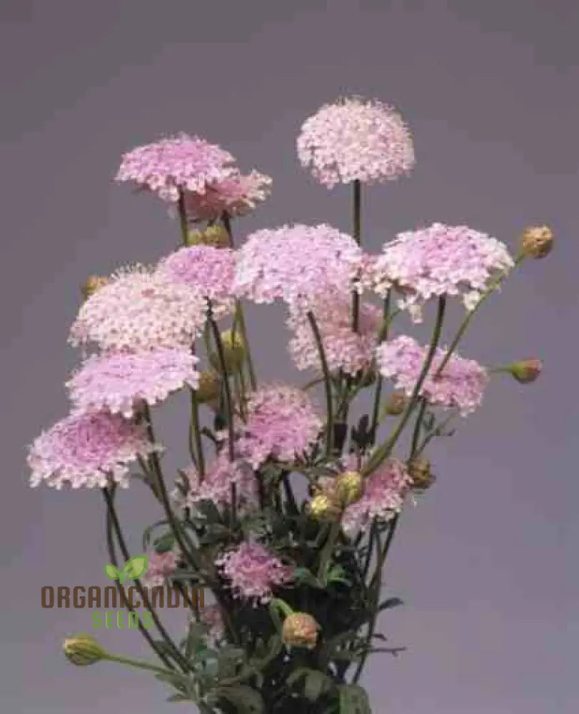 Didiscus Caerulea Lacy Pink Flower Seeds Cultivating Elegant Beauty In Your Garden With Expert Seed