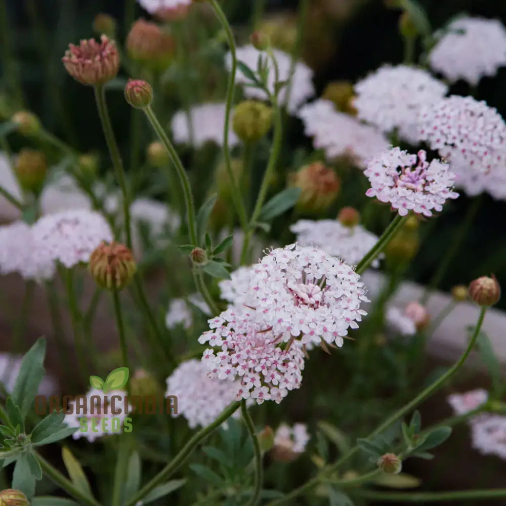 Didiscus Caerulea Lacy Pink Flower Seeds Cultivating Elegant Beauty In Your Garden With Expert Seed