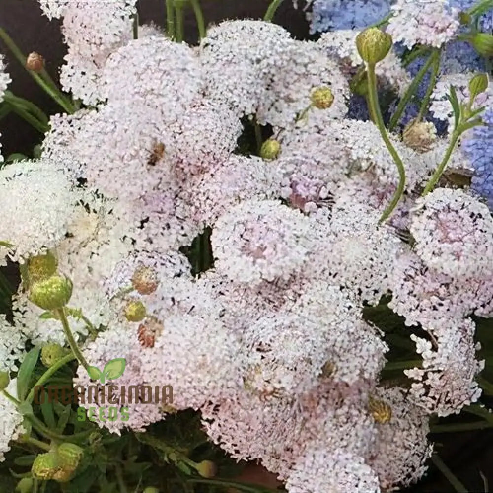 Didiscus Caerulea Lacy Pink Flower Seeds Cultivating Elegant Beauty In Your Garden With Expert Seed