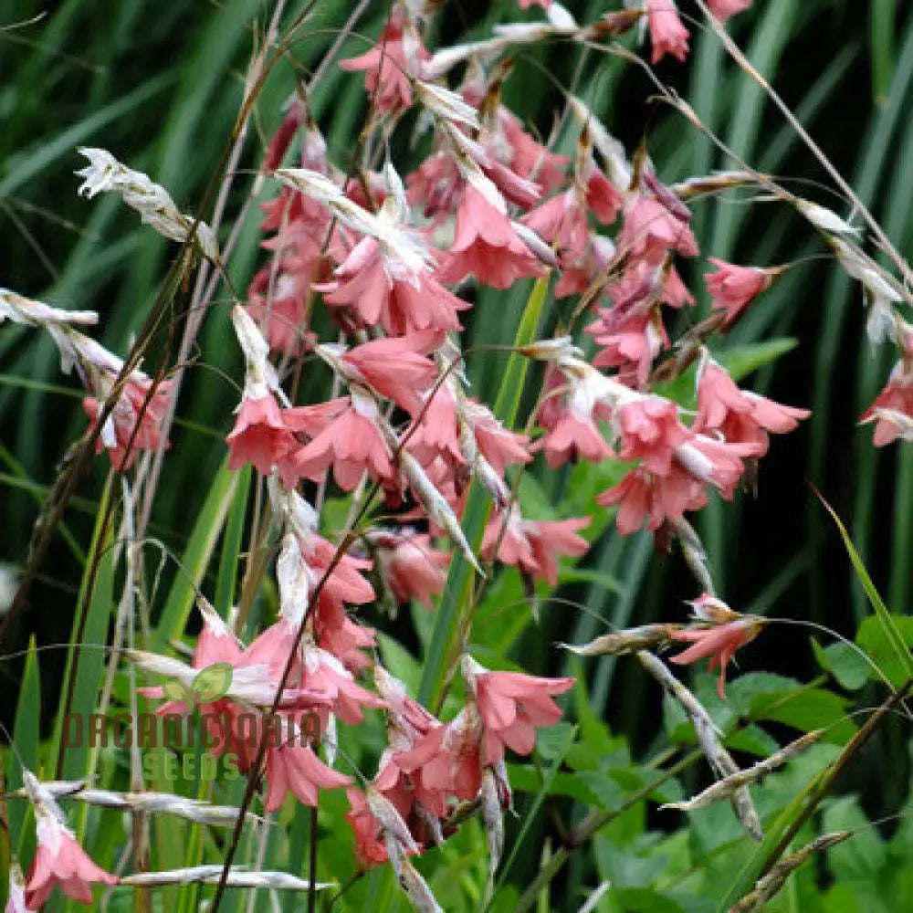 Dierama Ambiguum Flower Seeds For Planting Graceful Additions To Your Garden’s Landscape