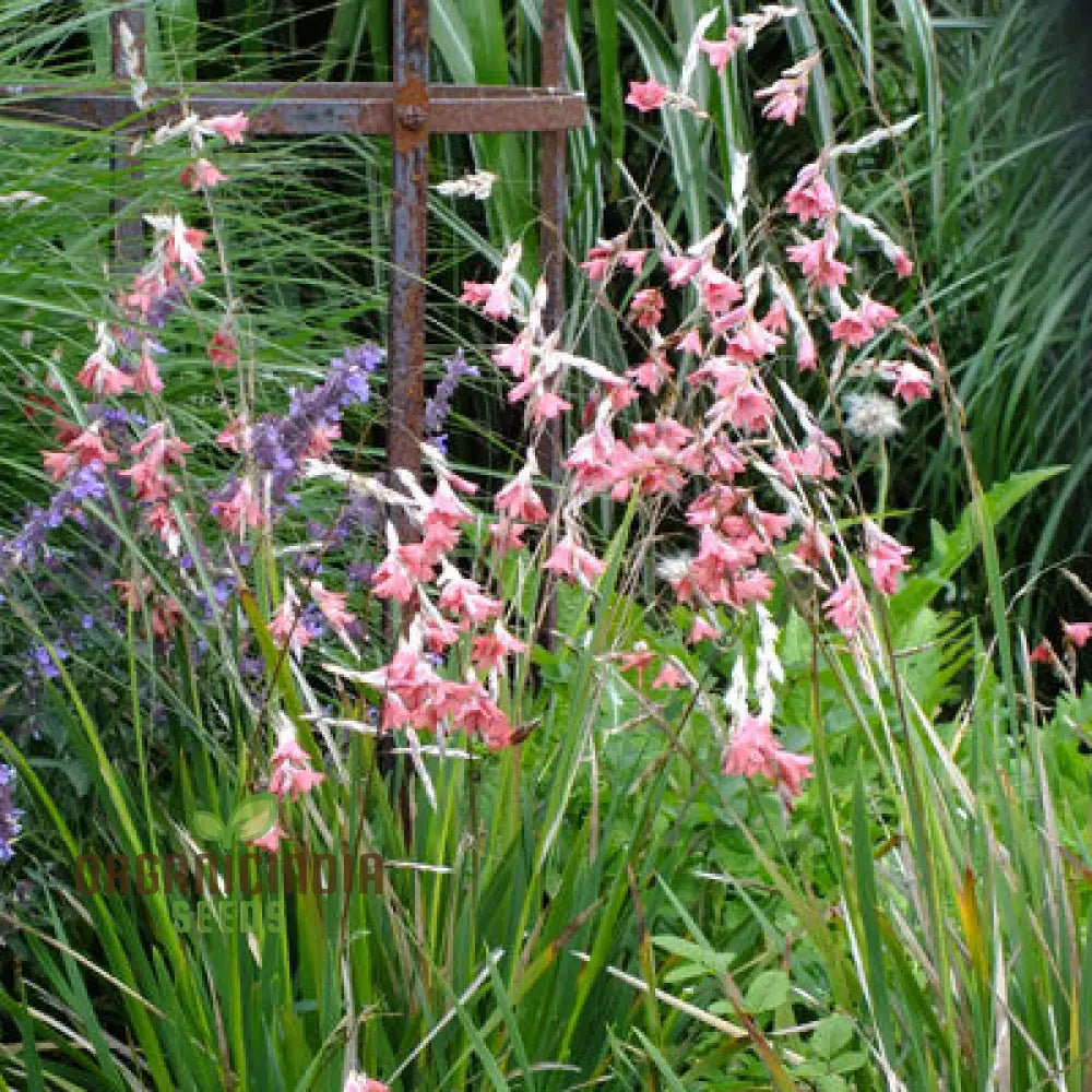 Dierama Ambiguum Flower Seeds For Planting Graceful Additions To Your Garden’s Landscape