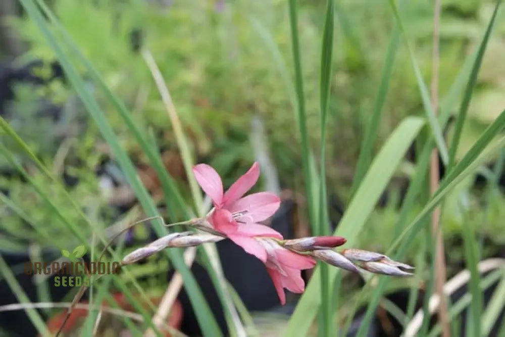 Dierama Ambiguum Flower Seeds For Planting Graceful Additions To Your Garden’s Landscape