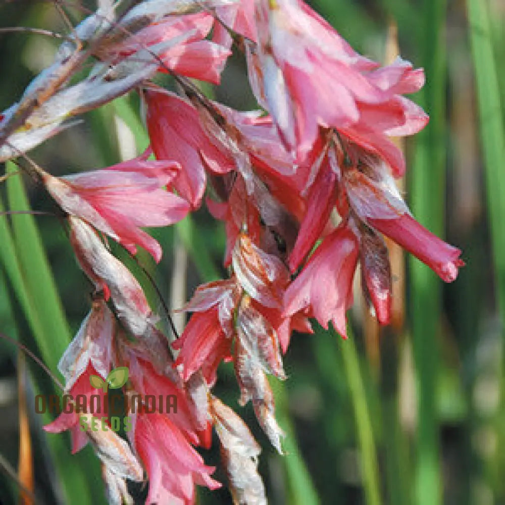 Dierama Ambiguum Flower Seeds For Planting Graceful Additions To Your Garden’s Landscape