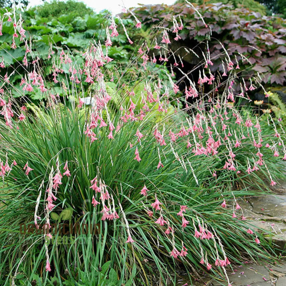 Dierama Ambiguum Flower Seeds For Planting Graceful Additions To Your Garden’s Landscape