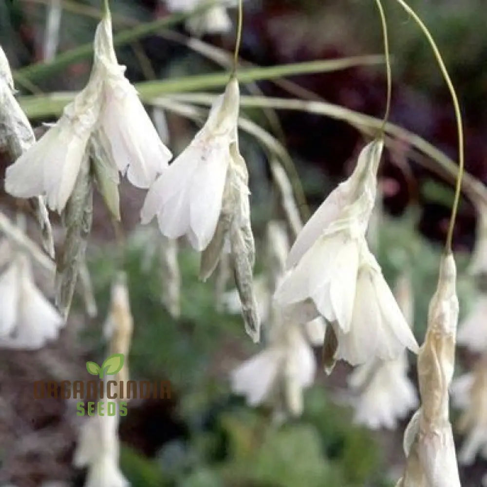 Dierama Argyreum Flower Seeds For Planting Elegant Blooms To Enrich Your Garden