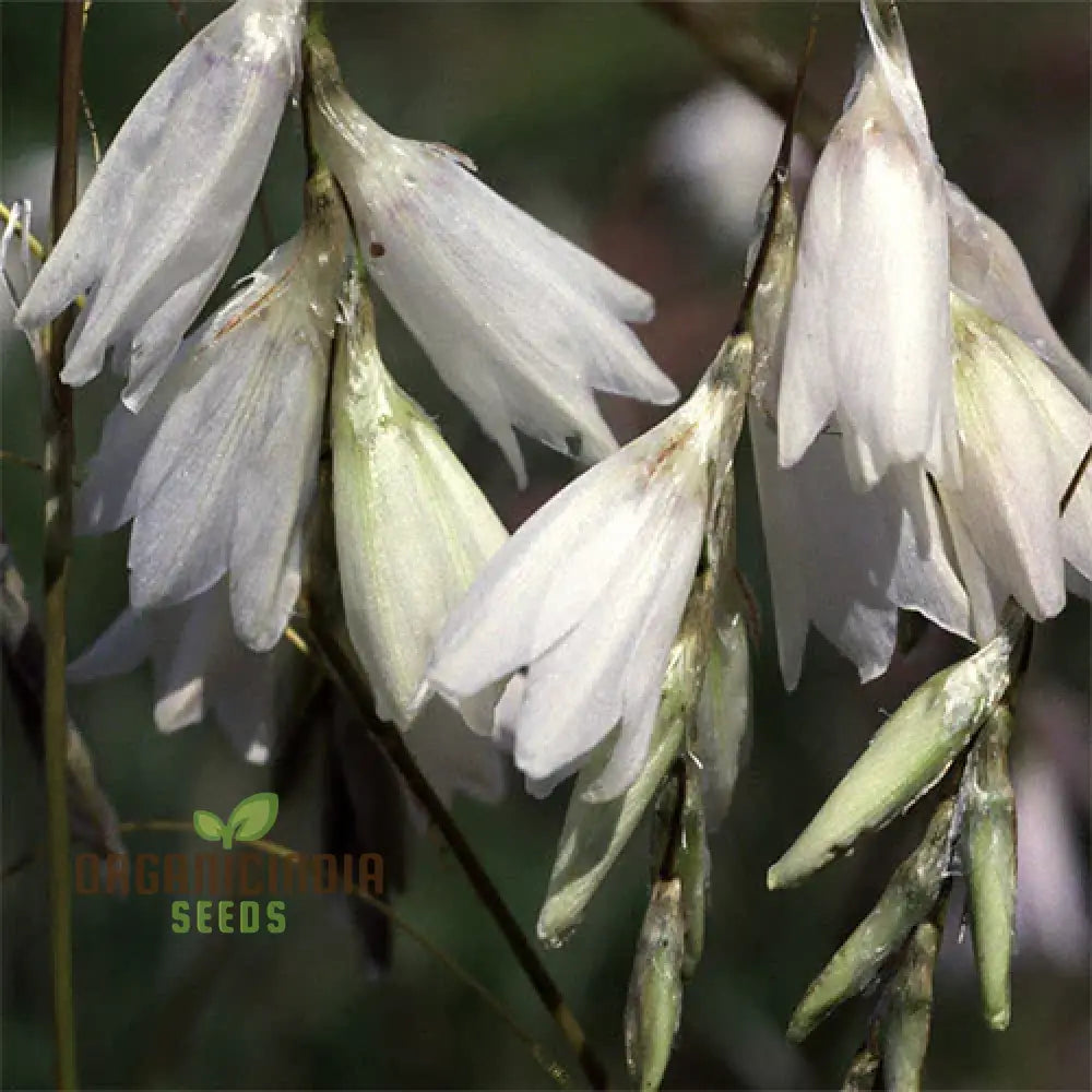 Dierama Argyreum Flower Seeds For Planting Elegant Blooms To Enrich Your Garden