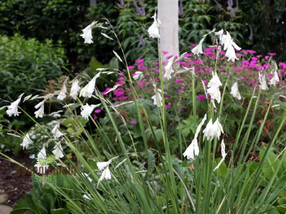 Dierama Argyreum Flower Seeds For Planting Elegant Blooms To Enrich Your Garden