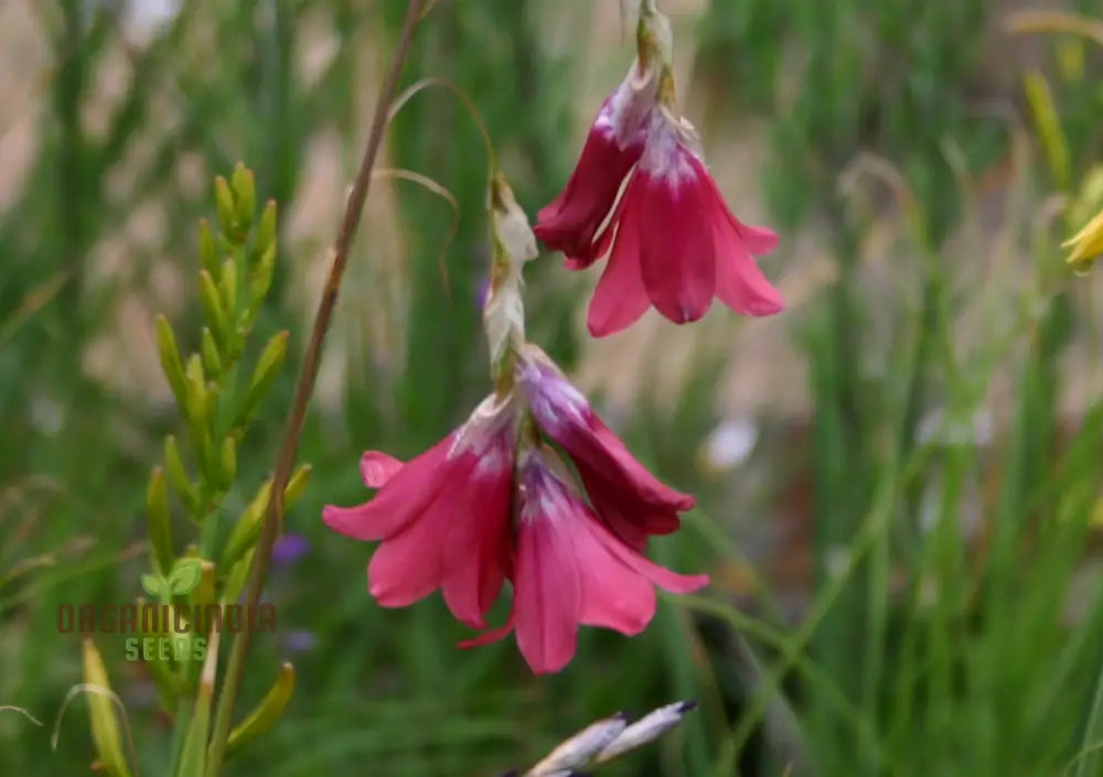 Dierama Barr Hybrids (Pulcherrimum) Flower Seeds For Planting Beautiful And Graceful Additions To