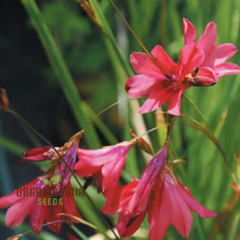 Dierama Barr Hybrids (Pulcherrimum) Flower Seeds For Planting Beautiful And Graceful Additions To